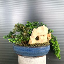 盆栽 杜松 懸崖 小品盆栽 小品盆栽 杜松模様木 | 大和盆樹園