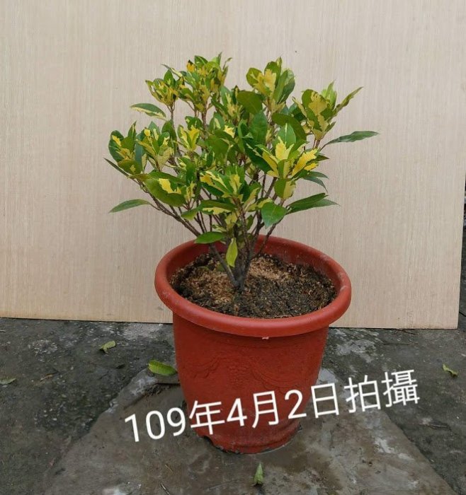 黃金樹盆栽的價格推薦- 2026年6月| 比價比個夠BigGo
