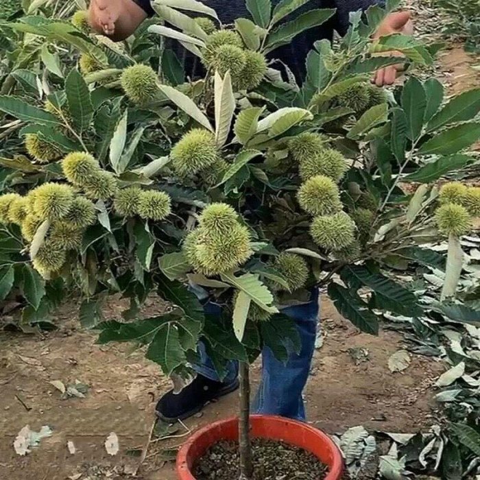 黃金板栗盆栽+6吋袋大苗 大果新品種Grafted Tree 已幫你養到落葉了(大.小.苗都有)黃金板栗 糖炒栗子 夏威夷果 | Yahoo拍賣