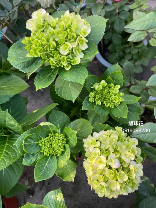 繡球花（粉紅）