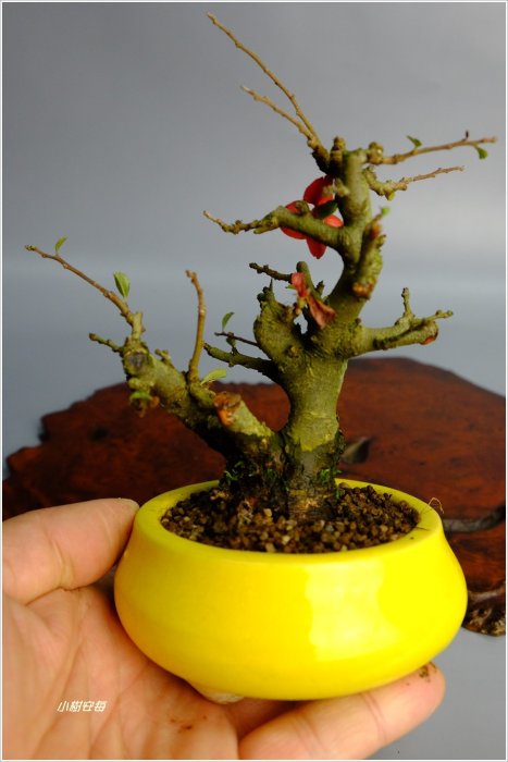 小樹安每】日本長壽梅(紅花) mini 02 | Yahoo拍賣