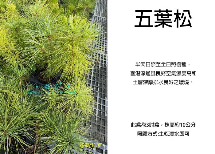 心栽花坊-五葉松/3吋盆/綠化植物/綠籬植物/松/杉/柏/檜/售價80特價70