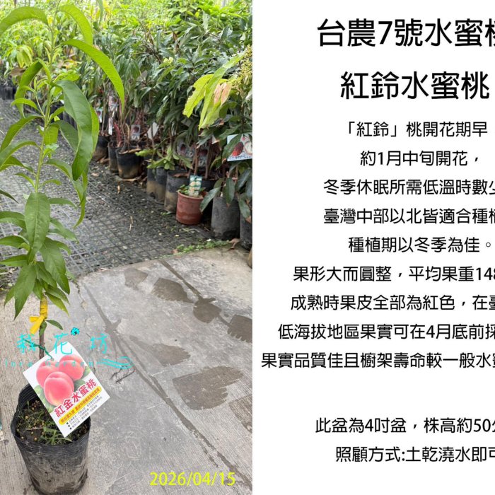 心栽花坊-台農7號水蜜桃/紅鈴水蜜桃/4吋/水蜜桃品種/嫁接苗/水果苗