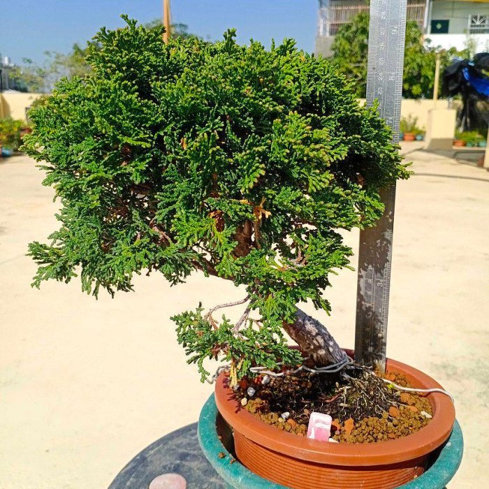 【自然樹】杉盆栽‼️直幹　樹高1m 盆栽 自然樹】杉盆栽‼️直幹 樹高1m 盆栽 自然樹】杉盆栽‼️直幹 樹高1m