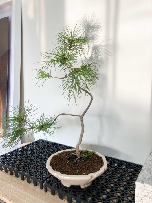 溫栽｡weplant∥五葉松文人樹型觀葉塊根植物陶瓷盆器擺飾居家綠化畢業