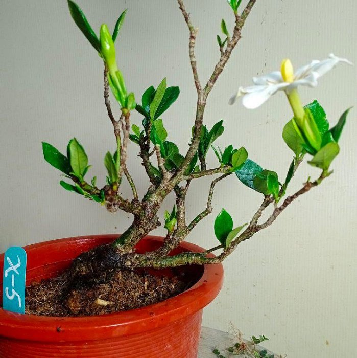 日本一吋法師黃梔子小品盆栽X-5】※特優品種→樹性特佳、根盤處理完全