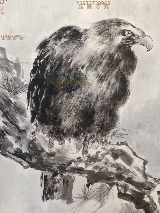 6517 楊善深松鷹圖（純手繪） 立軸畫心尺寸67 X 1 【古董店】-1839