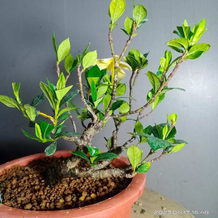 日本一吋法師黃梔子小品盆栽X-5】※特優品種→樹性特佳、根盤處理完全