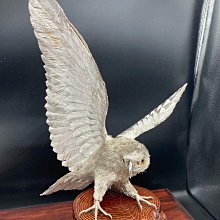 日本大淵光則參展的純銀白鷹，自日本頂級金銀器制作大淵銀器之手獨特的