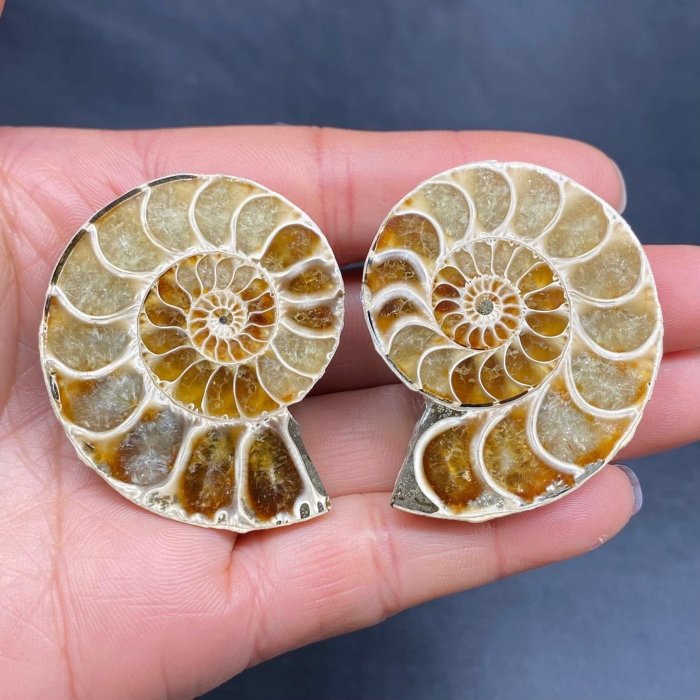 嚴選馬達加斯加菊石切片化石，對開展示天然雙色玉縫合線，尺寸4.85cm