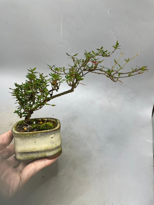陶樹坊】日本縮緬葛(小品) | Yahoo拍賣