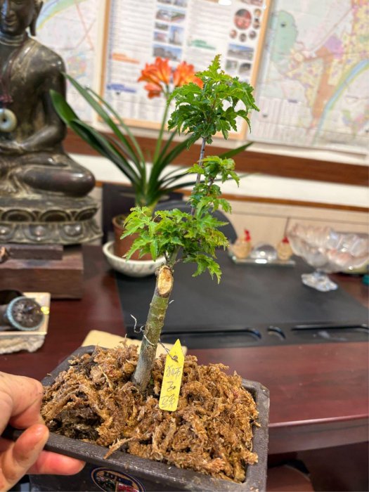 日本紅楓樹小品盆栽名字叫做獅子頭！造型漂亮，好種植喜歡半日照