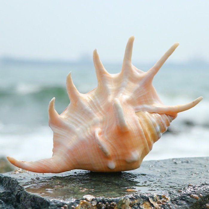 萬寶螺天然超大貝殼海螺四大名螺禮品魚缸造景水族裝飾品擺件特艾超夯