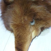 貂 毛皮 標本 Z0026 貂皮圍巾貂標本全長140cm 老舊須需自行整理特價(未經鑑定
