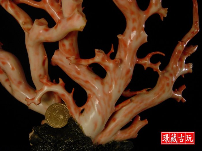 ﹦≡｜璟藏古玩｜天然深海粉紅大珊瑚樹擺件(枝最厚26mm) (保真海珊瑚