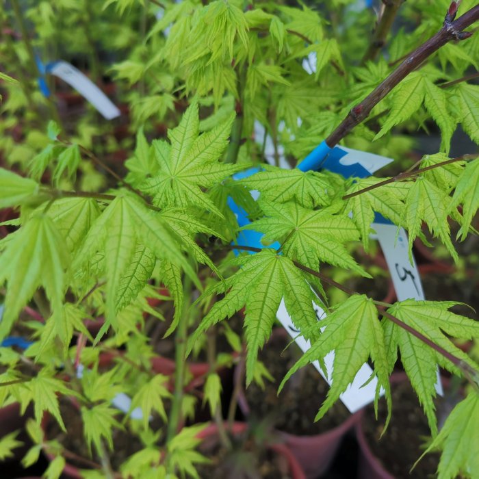 楓樹 日本枫树推荐- 新品猩猩红- Shin Deshojo Japanese Maple - YouTube