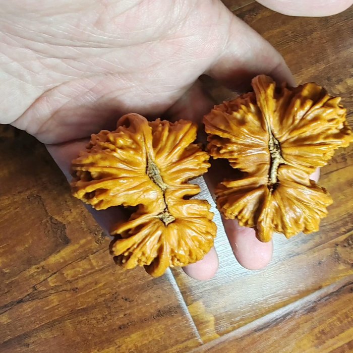 連體白獅子核桃精品配對，可遇不可求，尺寸52.7mm*44.7mm* 38mm，連體