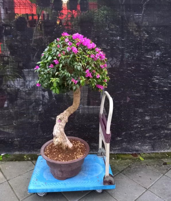 ☆［此盆已售出］☆～巨無霸～《九重葛老樹》含盆高約120公分頭部幹身