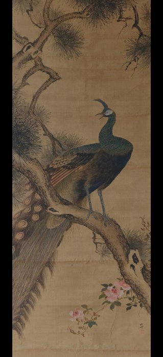 頼聿庵 掛軸 文人雅物 字畫 茶室掛軸 國畫 書畫 岡本秋暉松上孔雀圖大幅手繪高級手工裝裱清代中期國畫文人茶室掛軸松上