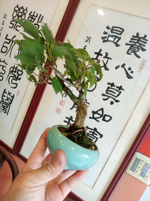 山採5公分老粗頭造型漂亮銀楓樹，小品盆栽屬於最好種植的楓樹品種之一