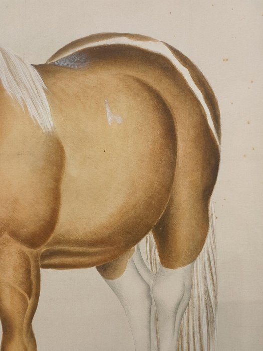 馬晉 駿馬圖 嚴選近代名家馬晉駿馬圖軸，宣紙為質，畫芯尺寸珍藏，個人家中遺產整理