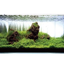 ◎ 水族之森◎ 日本ADA 雲山石L SIZE （一箱1入） | Yahoo拍賣