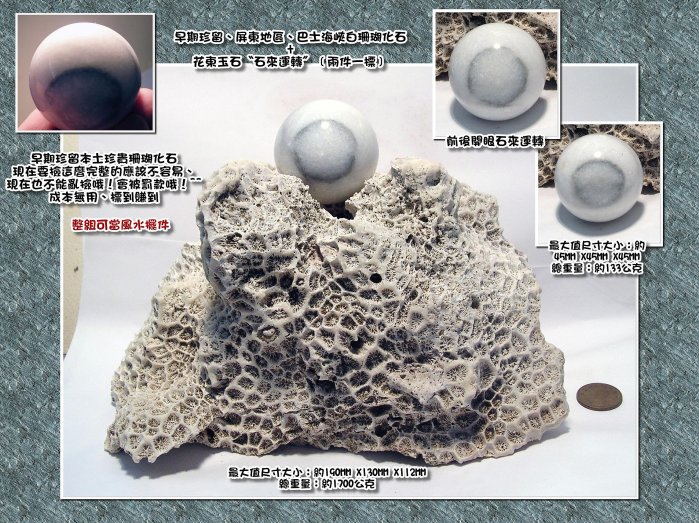 白珊瑚化石石　化石石　珊瑚 白珊瑚化石的價格推薦- 2026年6月| 比價比個夠BigGo
