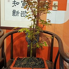 日本品種無接枝紅楓樹大樹型中小品盆栽便宜賣3600元優惠免運好種植喜歡