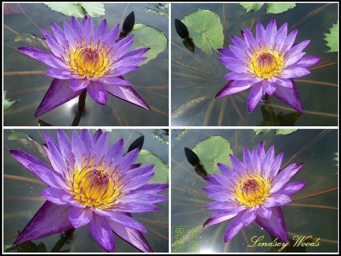 水世界蓮花~國際精品熱帶系子母蓮香水蓮Lindsey Woods 林西伍茲(全年帶