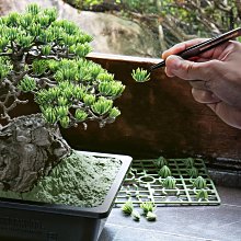 希望商店】NEIGHBORHOOD SRL X BANDAI SPIRITS . BONSAI MODEL KIT
