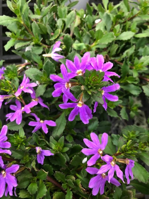 花卉16 Flower Corner Embroidery Design | EmbroideryDesigns.com