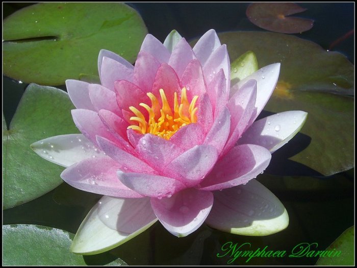 水世界蓮花~耐寒系睡蓮(觀音蓮) ㊣ 達爾文Darwin 成株| Yahoo拍賣