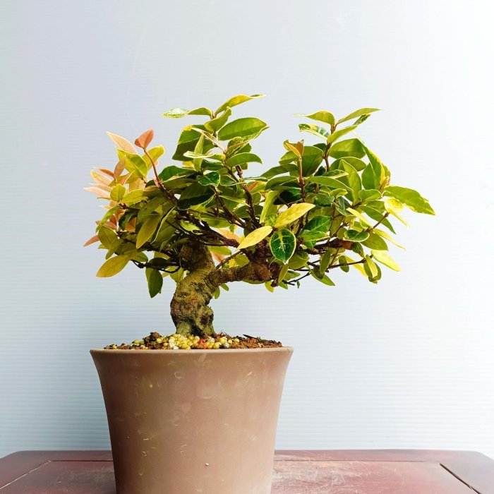 源藝**日本縮緬葛(絡石)~(2件以上免運費) | Yahoo拍賣