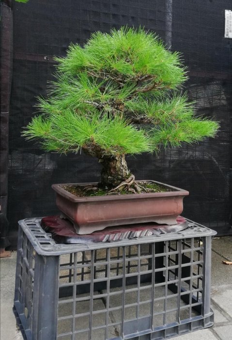 已售出～日本赤松～樹高含盆65cm 寬幅60cm 幹徑10公分～ | Yahoo拍賣