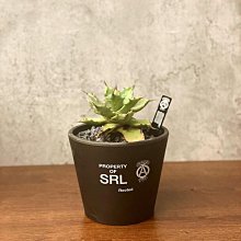 SRL . TAPERED S / P-PLANT POT 4点セット Tapered Shallow Type Plant