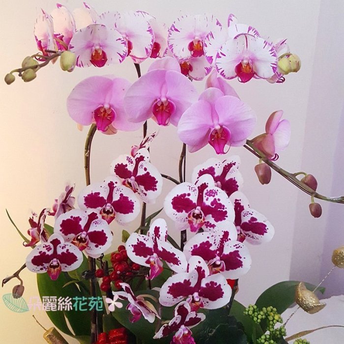 花卉圖6 Flower number 6 botanical character figur Vector Image