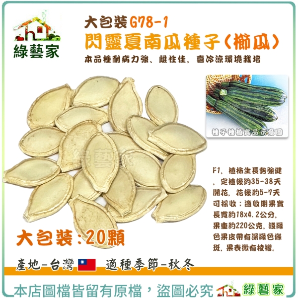 綠藝家】大包裝G78-1.閃靈夏南瓜種子20顆(櫛瓜) F1 植株生長勢強健，本