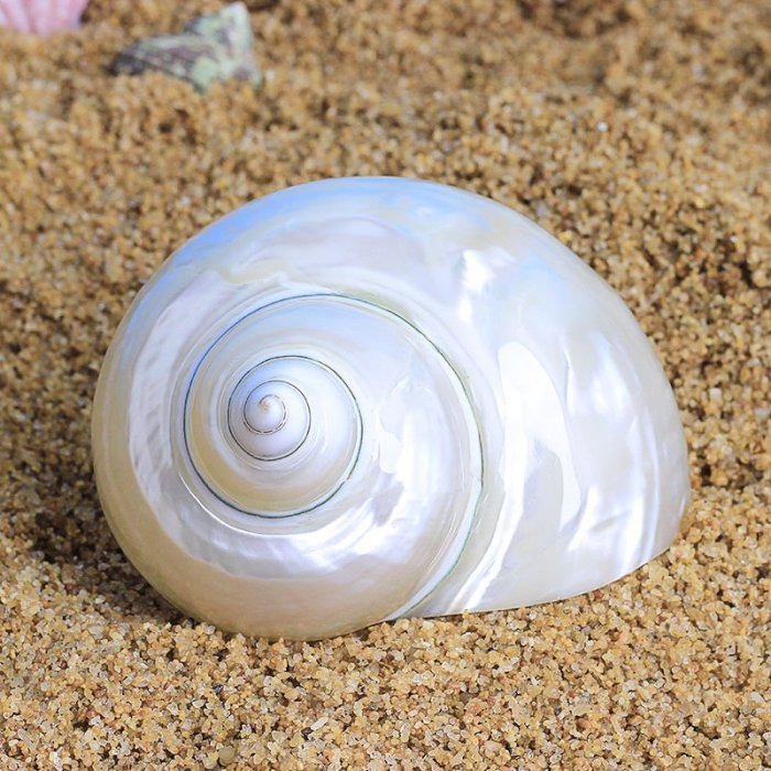 萬寶螺天然超大貝殼海螺四大名螺禮品魚缸造景水族裝飾品擺件特艾超夯