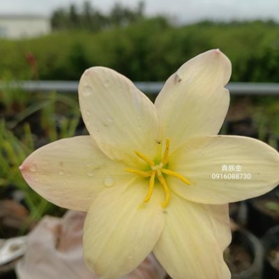 貴族金 頂上花藝