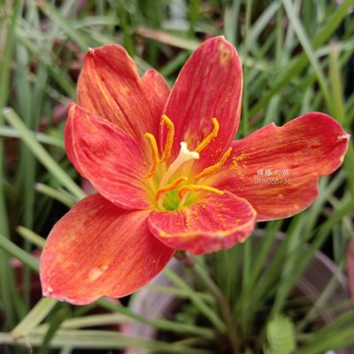 耀眼火焰 頂上花藝