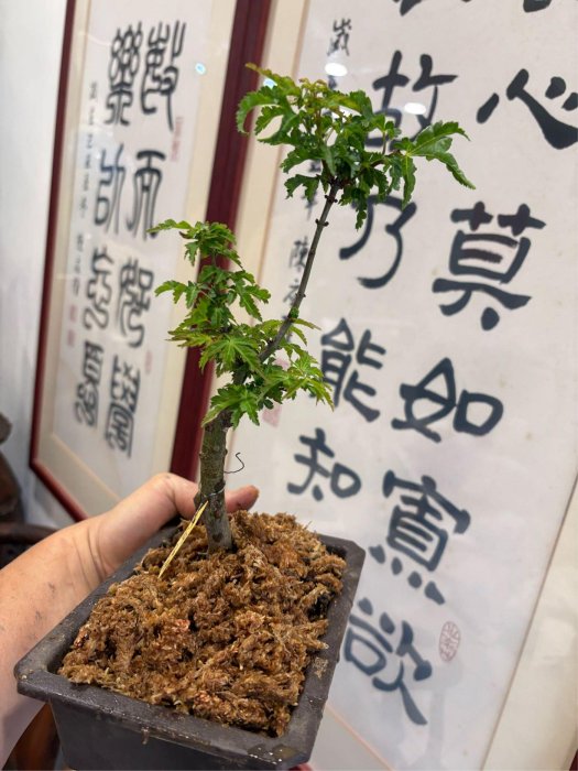 日本紅楓樹小品盆栽名字叫做獅子頭！造型漂亮，好種植喜歡半日照以上
