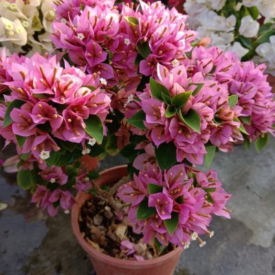 粉紅綠葉姬八房 頂上花藝