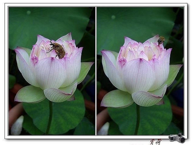 蓮花 fm97015-2-3.jpg