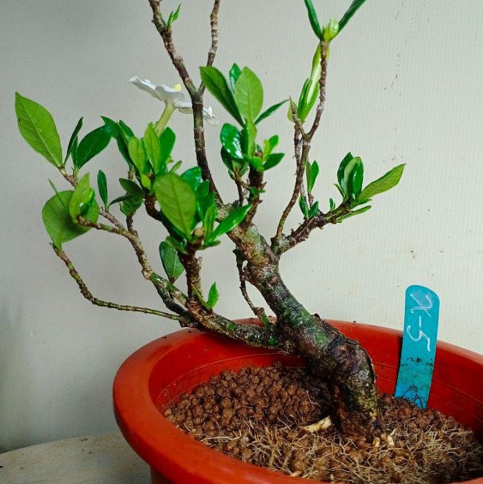 日本一吋法師黃梔子小品盆栽X-5】※特優品種→樹性特佳、根盤處理完全