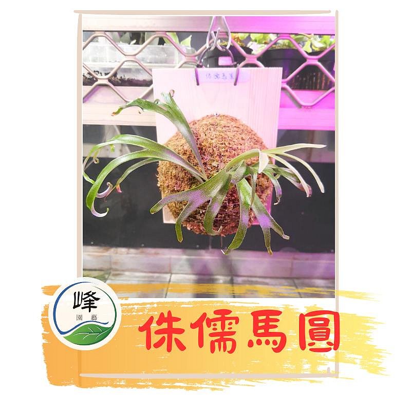 侏儒馬圓鹿角蕨P. Alcicorne dwarf 已上板整板售出下單前先詢問 侏儒馬圓鹿角蕨P. Alcicorne dwarf 已上板整板售出下單前先詢問