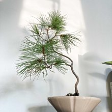 溫栽｡weplant∥五葉松文人樹型觀葉塊根植物陶瓷盆器擺飾居家綠化畢業