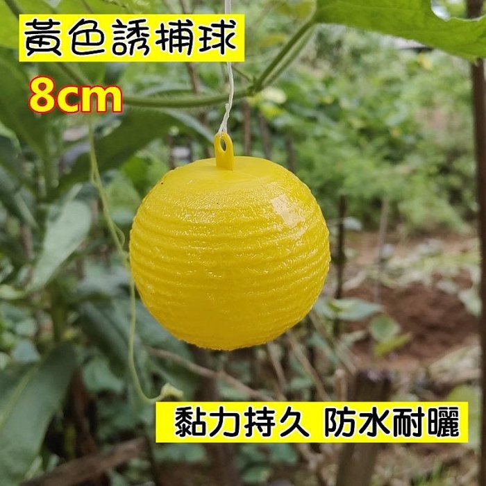 【珍愛頌】N692 高黏性 誘蠅球 黏蟲球 誘捕球 黏蟲板 滅果蠅 黏蠅板 蒼蠅貼 黏果蠅 果蟲誘捕 果蠅誘捕球 防蚊蟲
