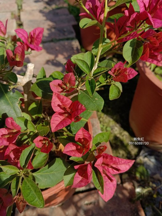 鮪魚紅 頂上花藝