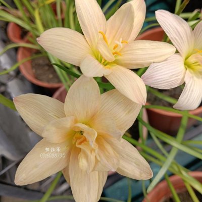 帕拉蒂 頂上花藝