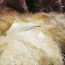 貂 毛皮 標本 Z0026 貂皮圍巾貂標本全長140cm 老舊須需自行整理特價(未經鑑定